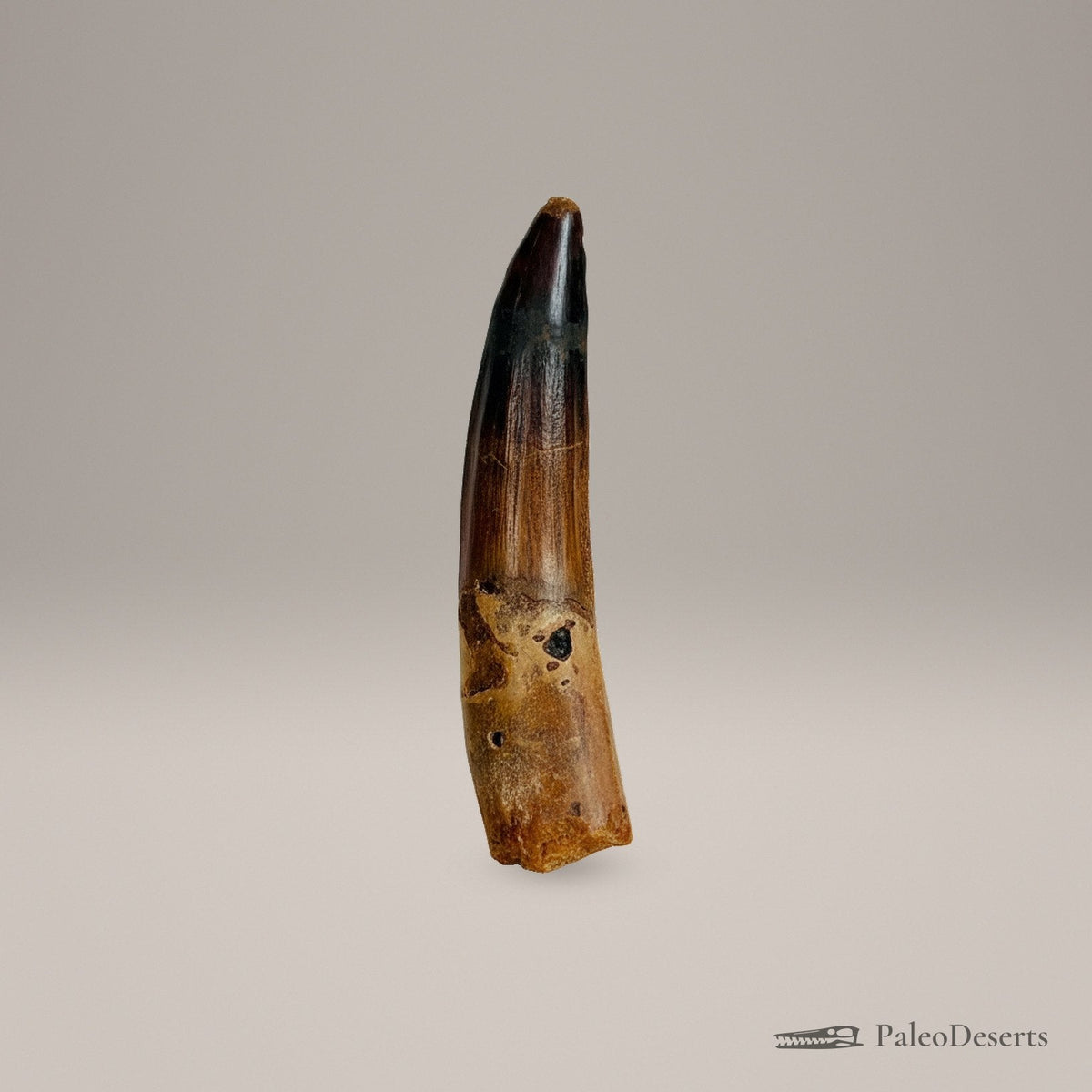 Spinosaurus Tooth Fossil – 3.3 in (8.5 cm), Morocco – Specimen SP-32