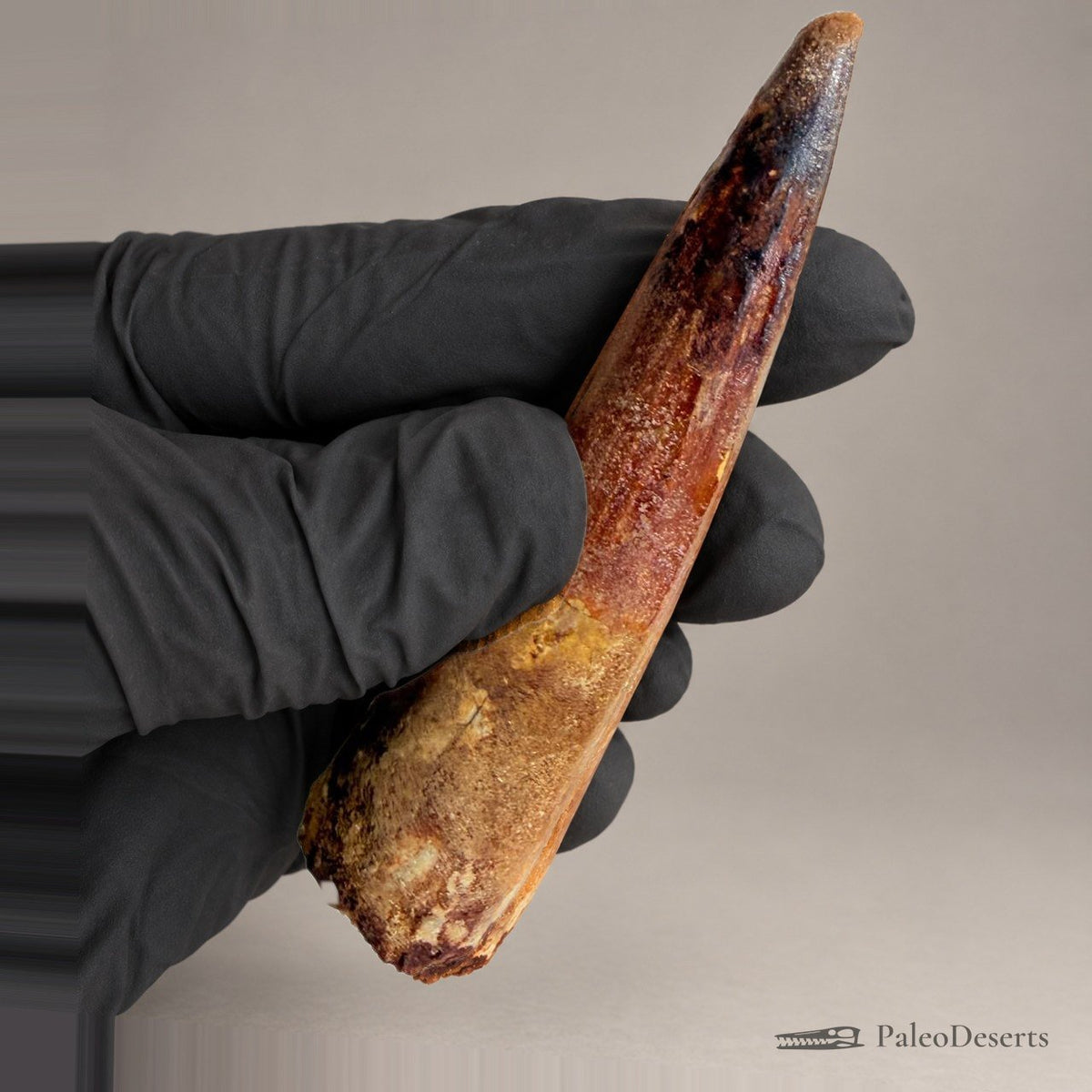 Spinosaurus Tooth Fossil – 3.7 in (9.4 cm), Morocco – Specimen SP-39