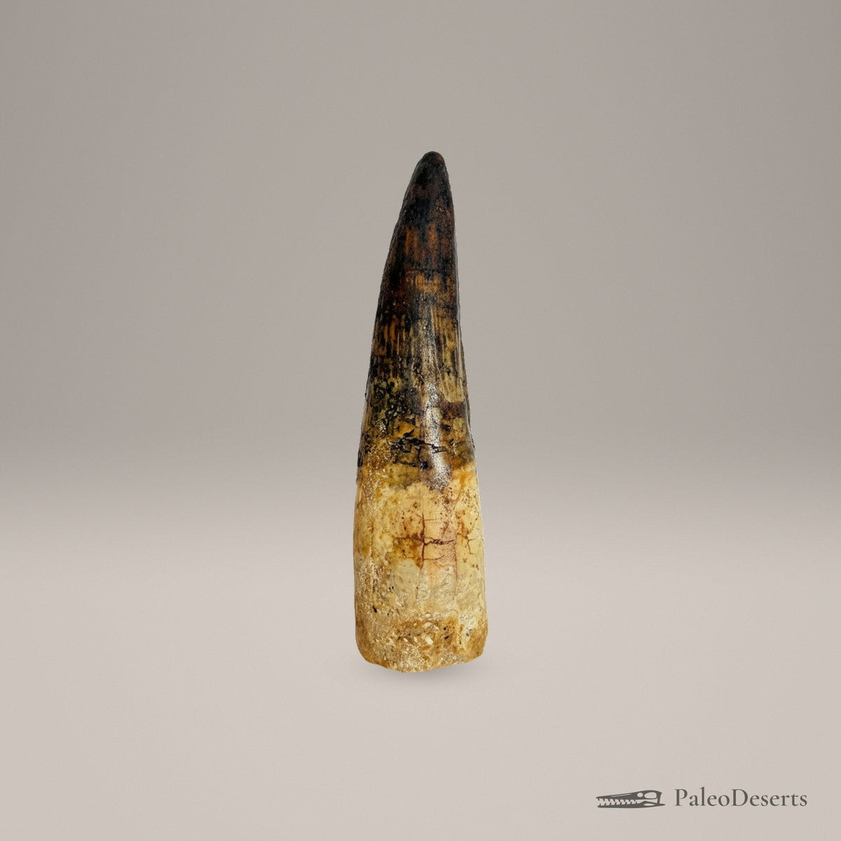 Spinosaurus Tooth Fossil – 3.7 in (9.5 cm), Morocco – Specimen SP-34