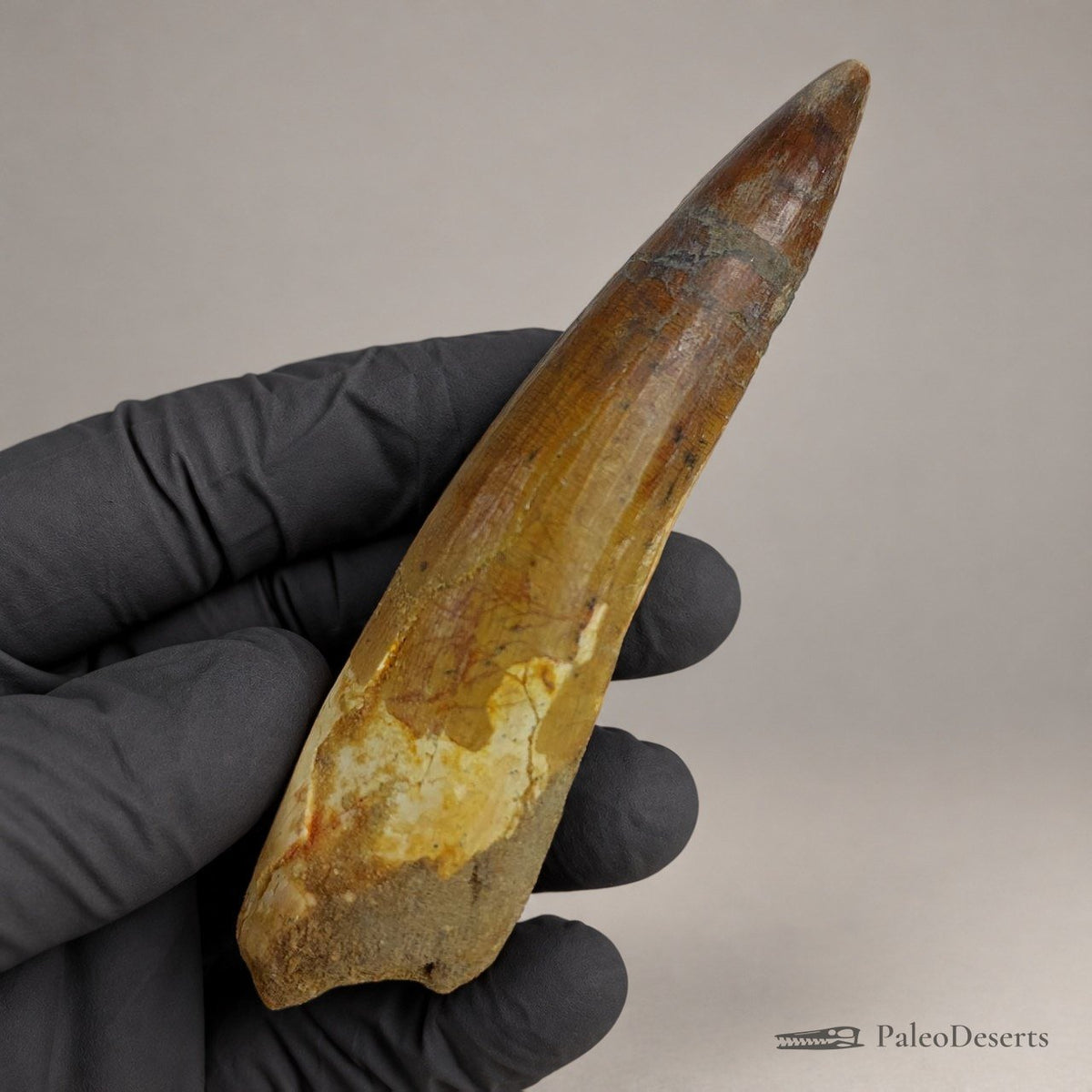 Spinosaurus Tooth Fossil – 3.9 in (9.9 cm), Morocco – Specimen SP-04