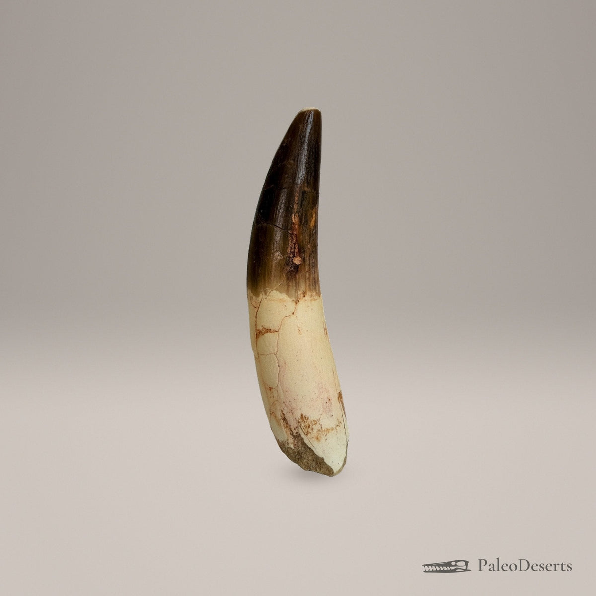 Spinosaurus Tooth Fossil – 4.0 in (10.2 cm), Morocco