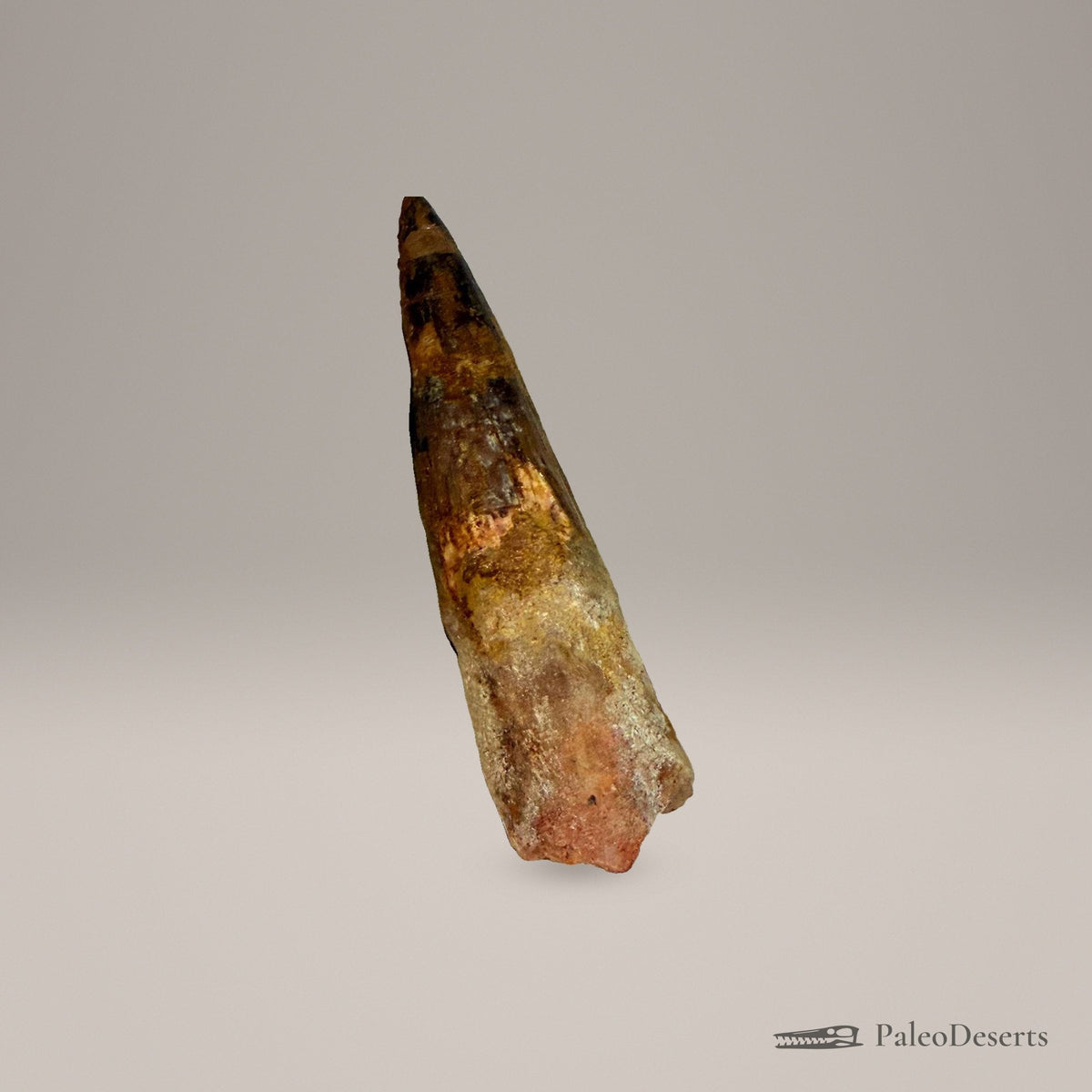 Spinosaurus Tooth Fossil