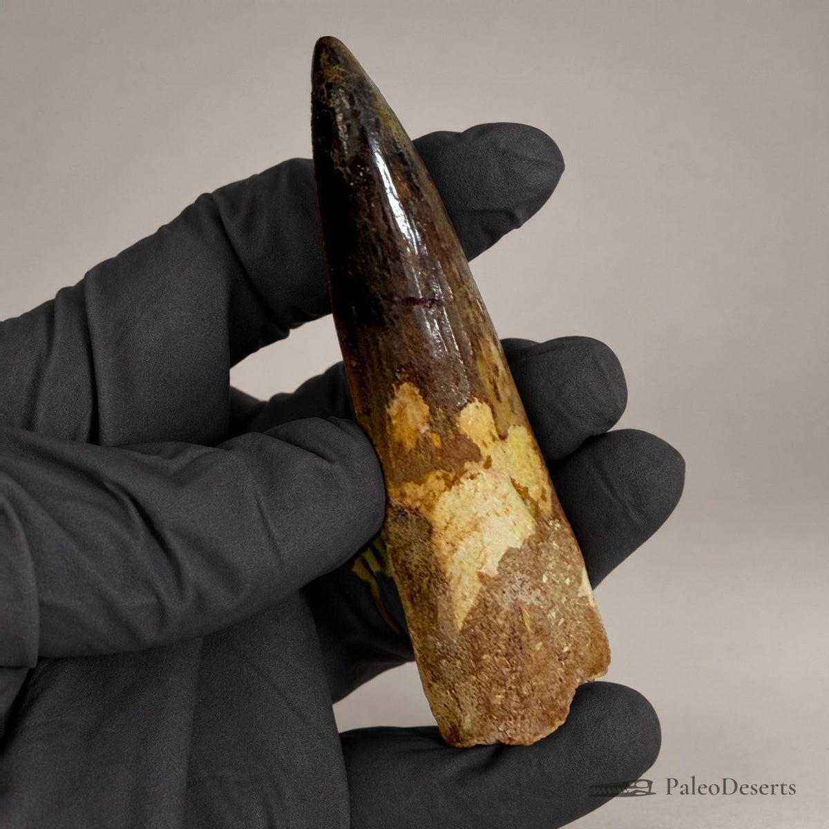 Spinosaurus Tooth Fossil – 4.3 in (11.0 cm), Morocco – Specimen SP-23
