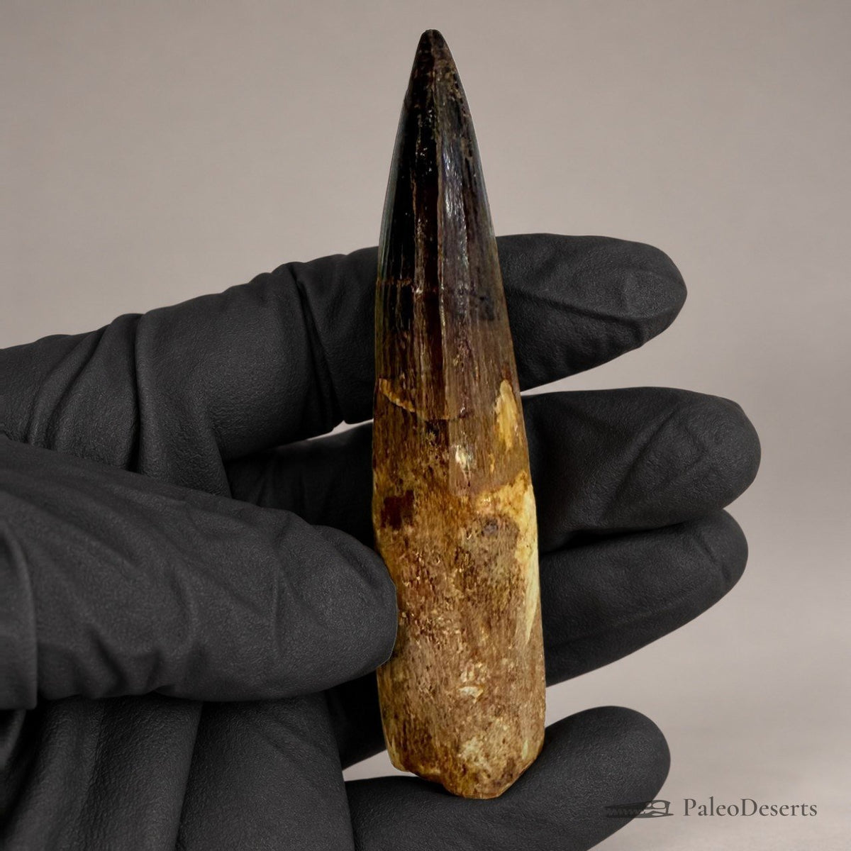 Spinosaurus Tooth Fossil