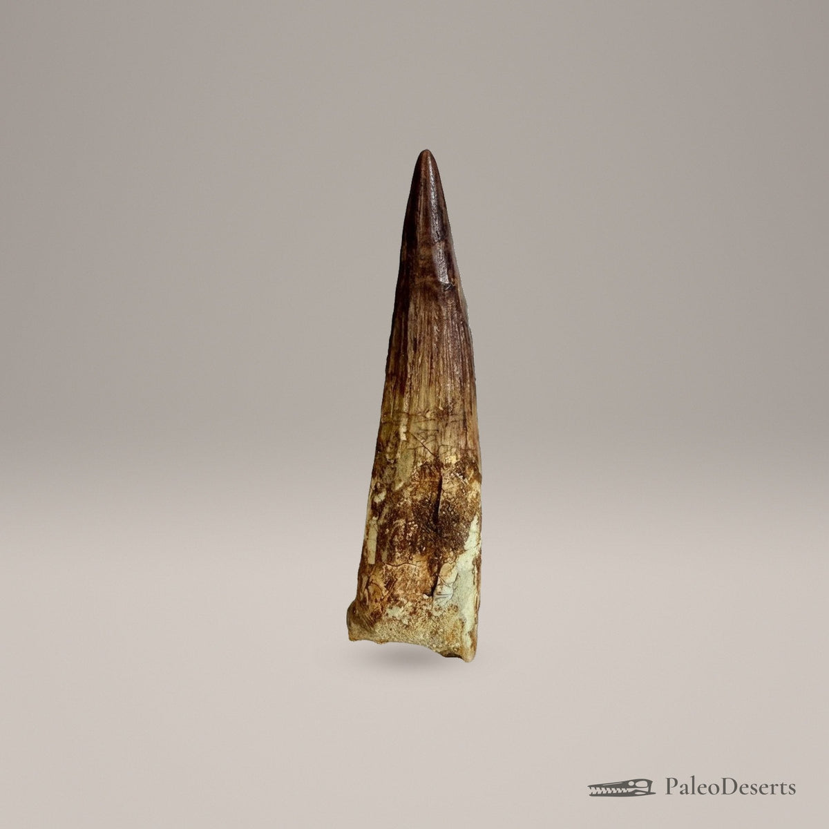 Spinosaurus Tooth Fossil – 4.3 in (11.0 cm), Morocco – Specimen SP-26