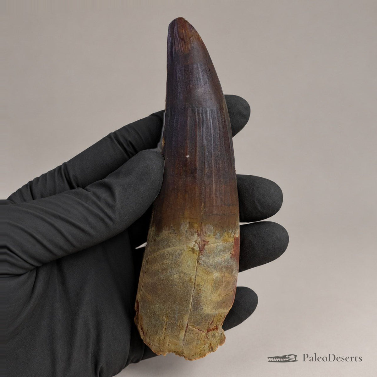 Spinosaurus Tooth Fossil