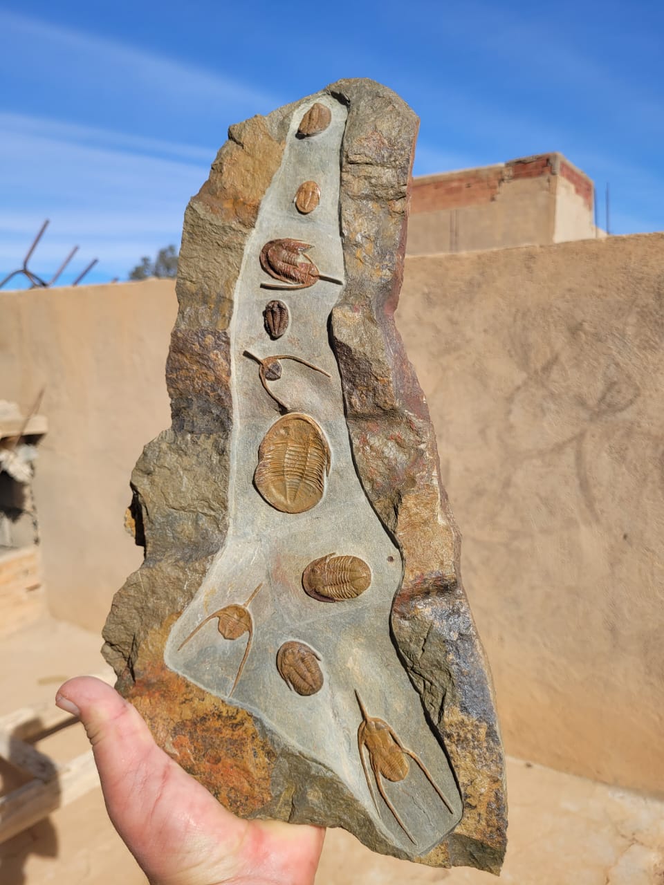 Trilobite Fossil Slab in Natural Matrix