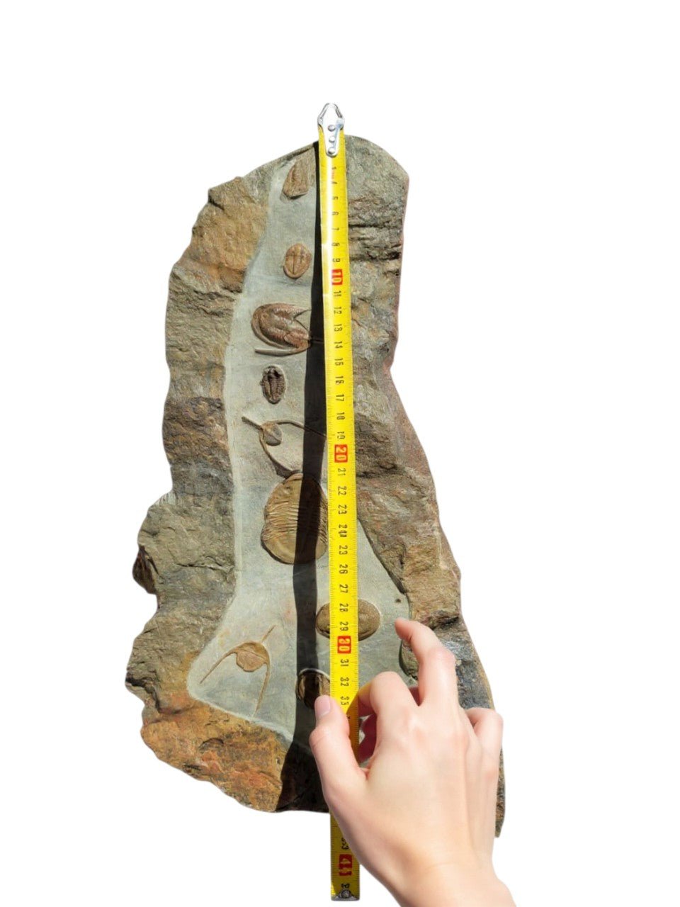 Trilobite Fossil Slab in Natural Matrix – Devonian, Morocco