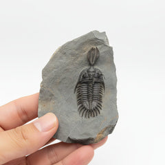 Walliserops hammii Trilobite Fossil in Matrix – 2 in (5 cm), Morocco (Ref. 18678)