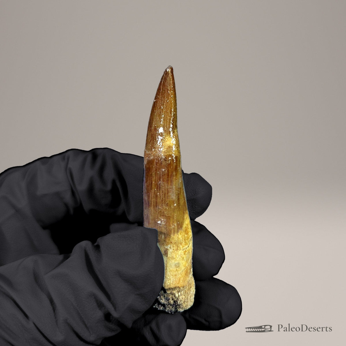 Zarafasaura Plesiosaur Tooth Fossil – 2.5 in (6.4 cm), Morocco – Specimen P-07