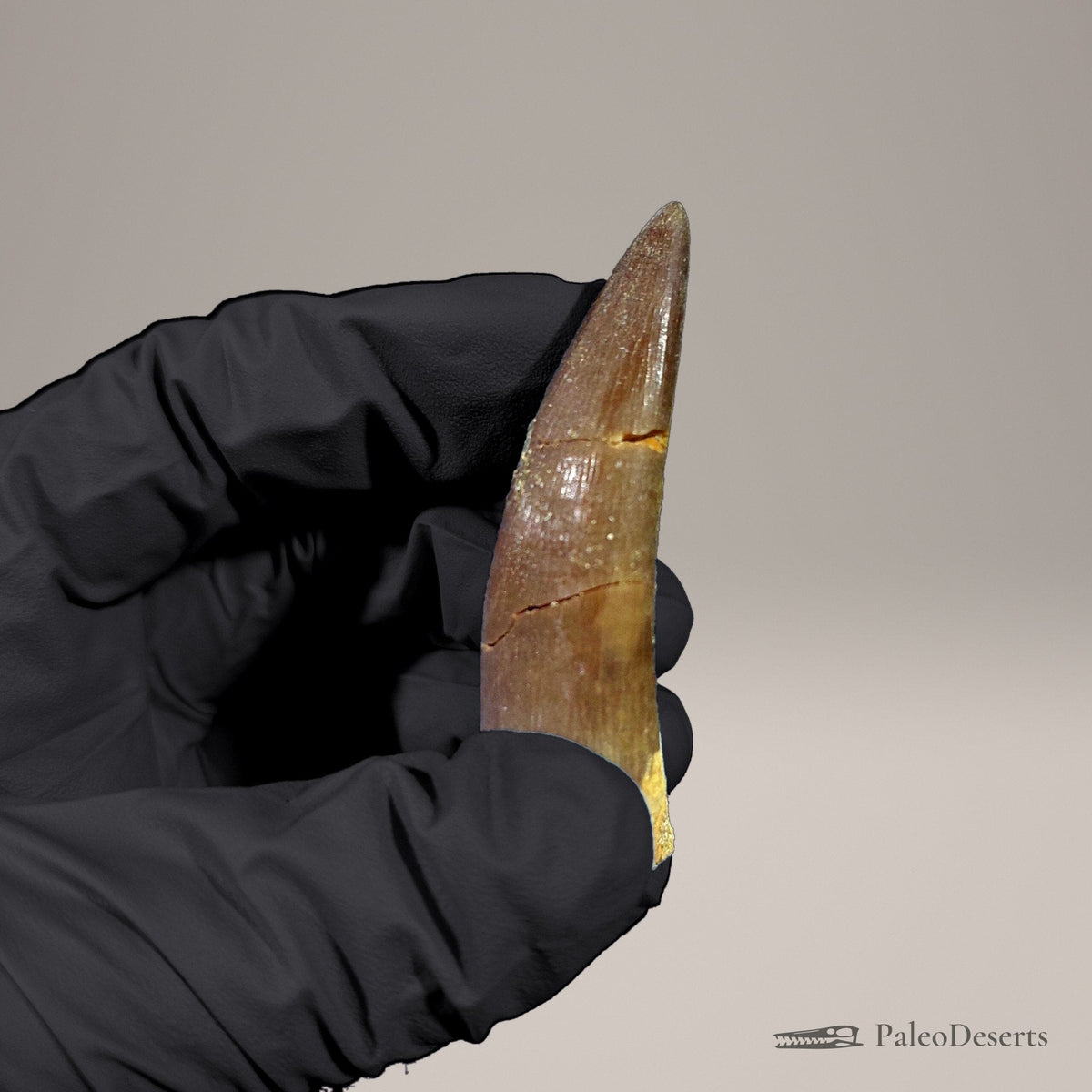 Zarafasaura Plesiosaur Tooth Fossil – 2.6 in (6.6 cm), Morocco – Specimen P-05