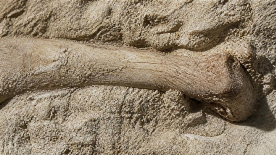 Fossil bone embedded in phosphate matrix