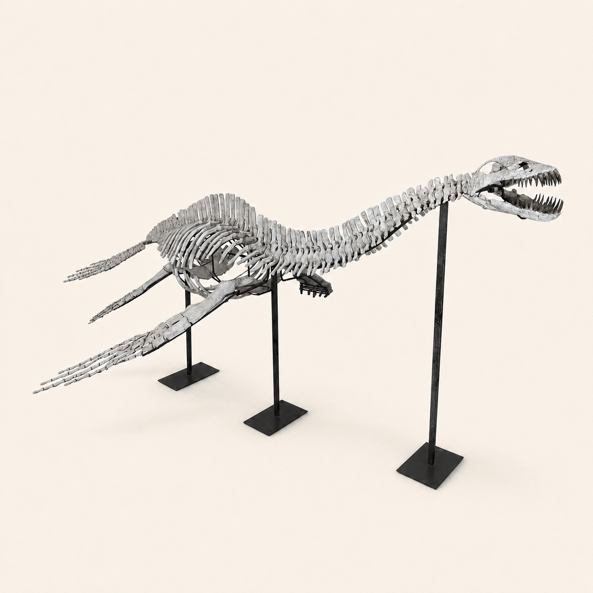 Plesiosaur Fossils - PaleoDeserts