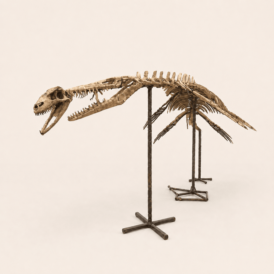 Mosasaur Skeletons