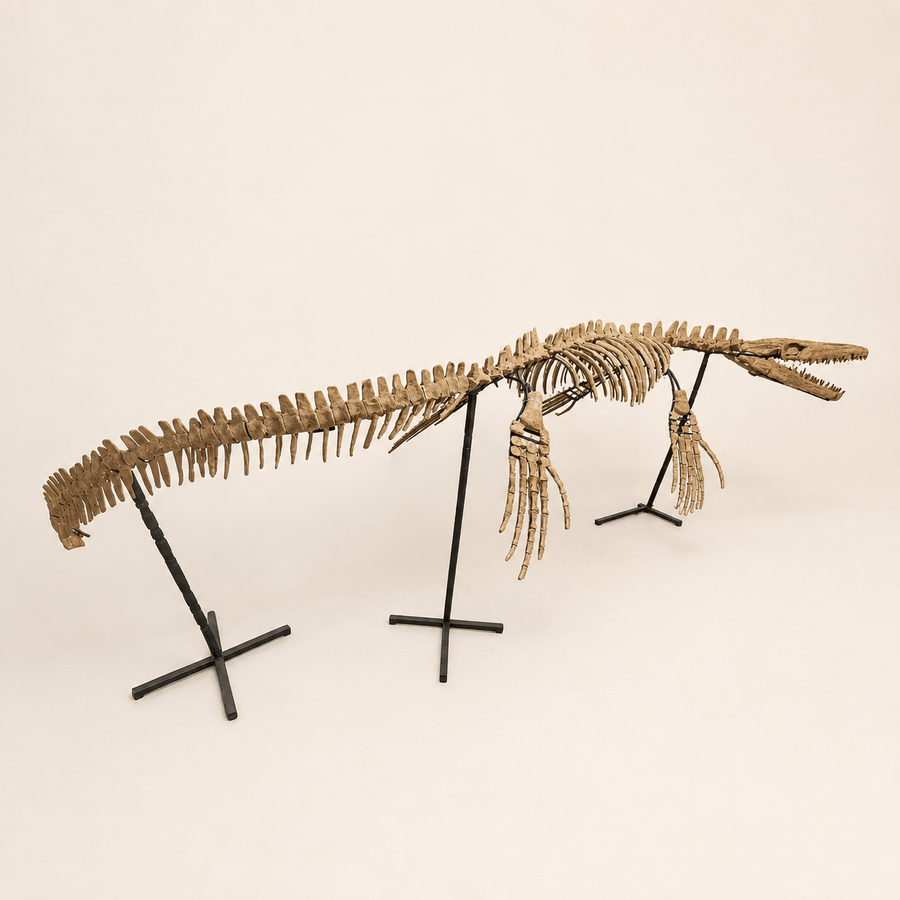 Marine Reptile Fossils