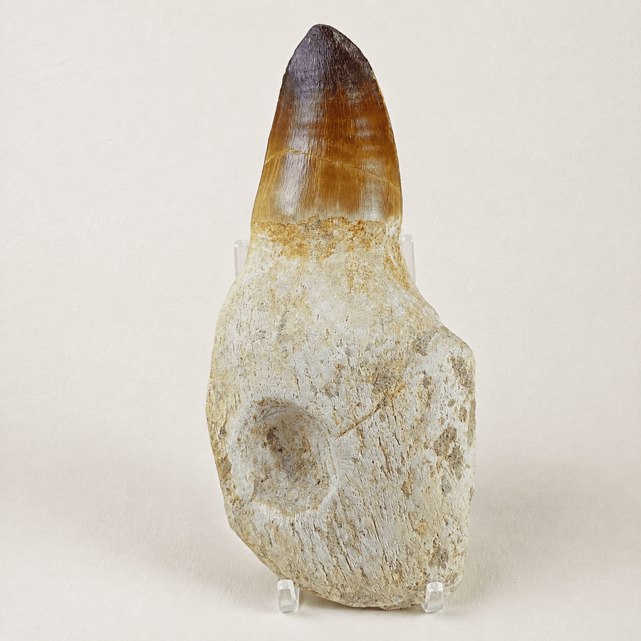 Mosasaur Teeth