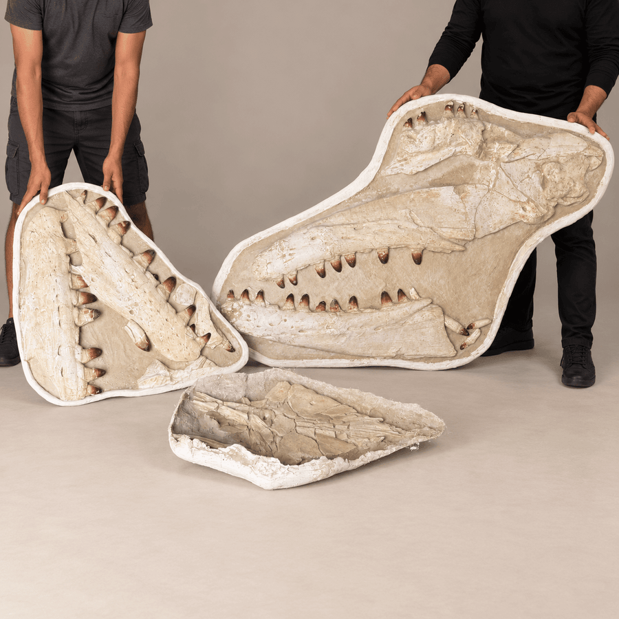 Fossils in Matrix
