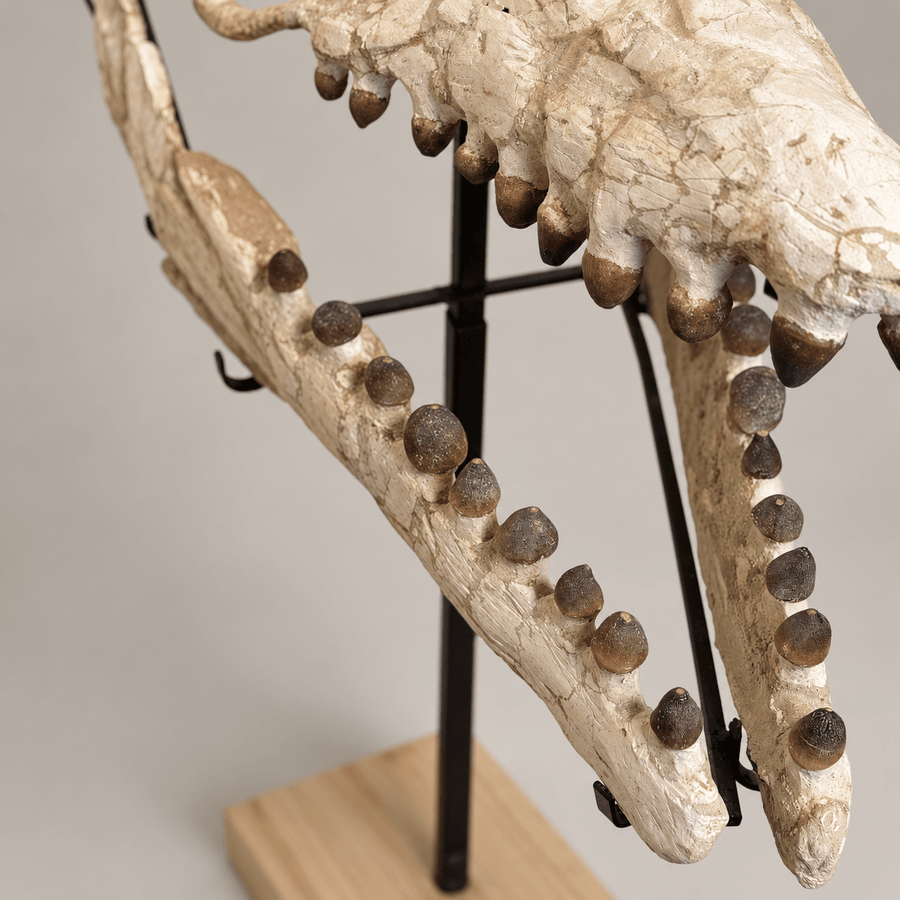 Globidens Fossils