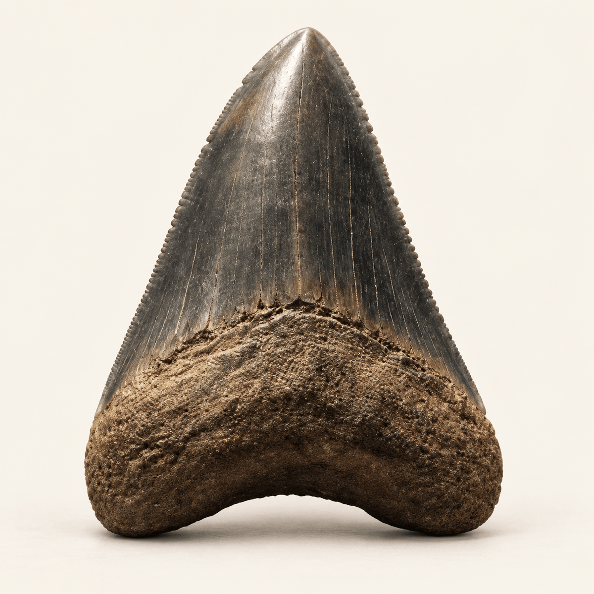 Shark Fossils - PaleoDeserts