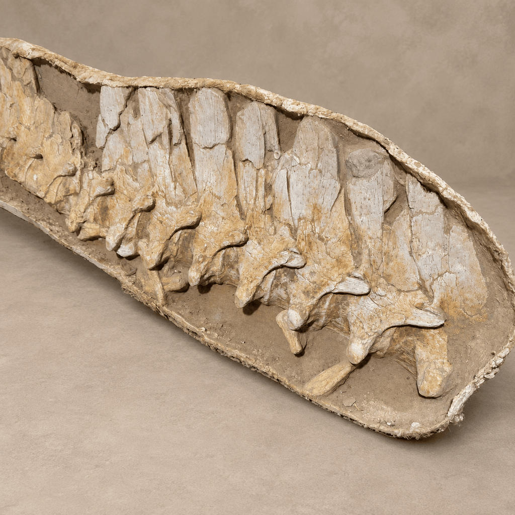 16 Original Prognathodon anceps fossils Mosasaur Vertebrae in Matrix – 6.9 feet - PaleoDeserts