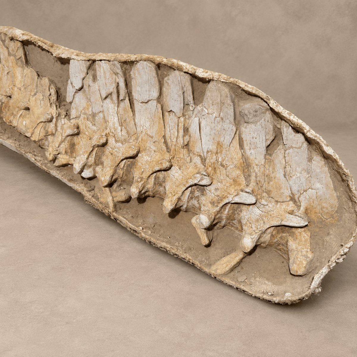 16 Original Prognathodon anceps fossils Mosasaur Vertebrae in Matrix – 6.9 feet - PaleoDeserts