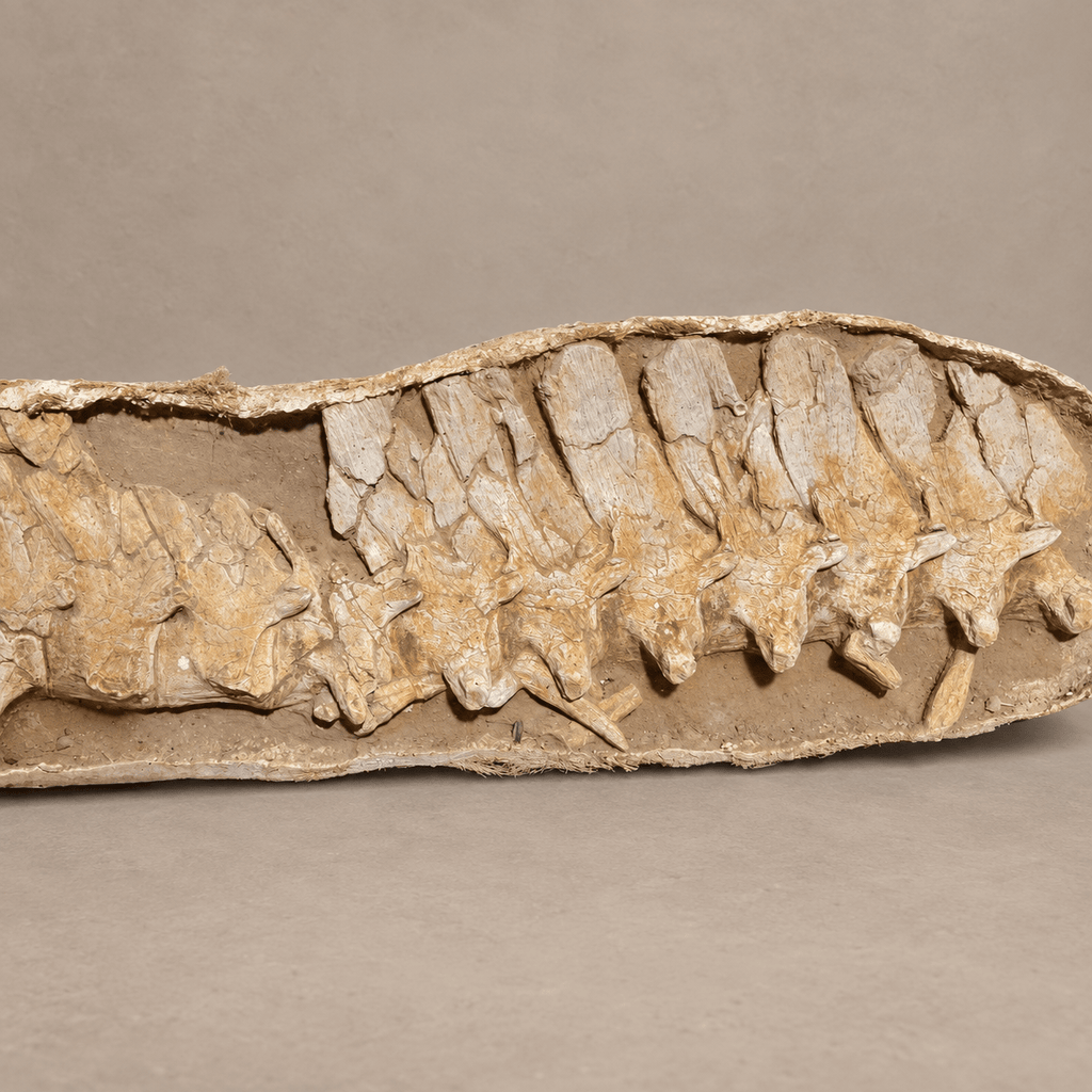 16 Original Prognathodon anceps fossils Mosasaur Vertebrae in Matrix – 6.9 feet - PaleoDeserts