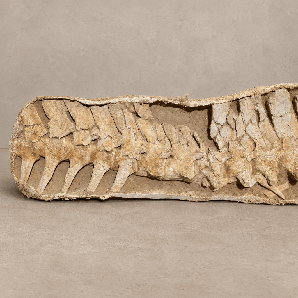 16 Original Prognathodon anceps fossils Mosasaur Vertebrae in Matrix – 6.9 feet - PaleoDeserts