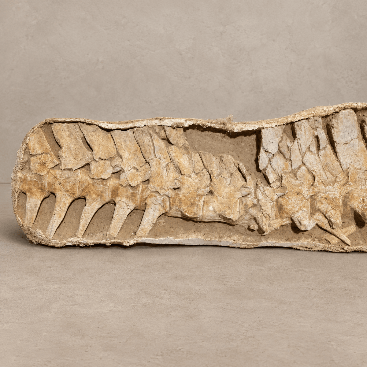 16 Original Prognathodon anceps fossils Mosasaur Vertebrae in Matrix – 6.9 feet - PaleoDeserts