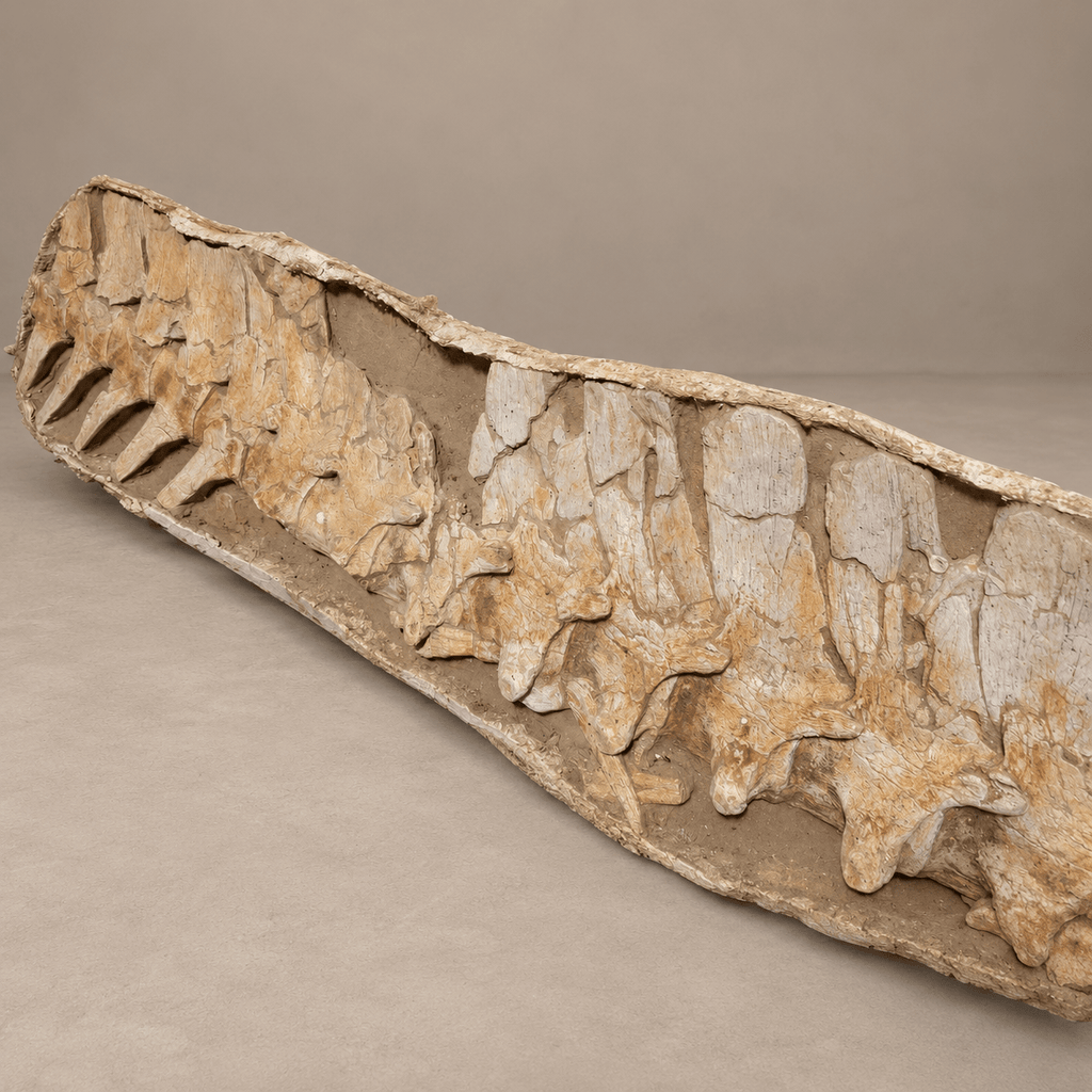 16 Original Prognathodon anceps fossils Mosasaur Vertebrae in Matrix – 6.9 feet - PaleoDeserts