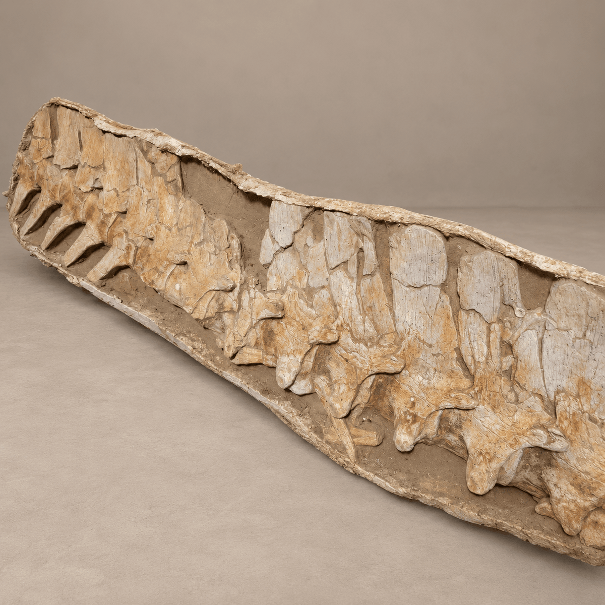16 Original Prognathodon anceps fossils Mosasaur Vertebrae in Matrix – 6.9 feet - PaleoDeserts