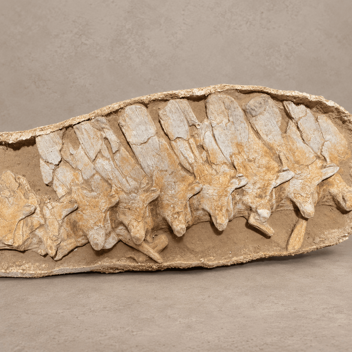 16 Original Prognathodon anceps fossils Mosasaur Vertebrae in Matrix – 6.9 feet - PaleoDeserts
