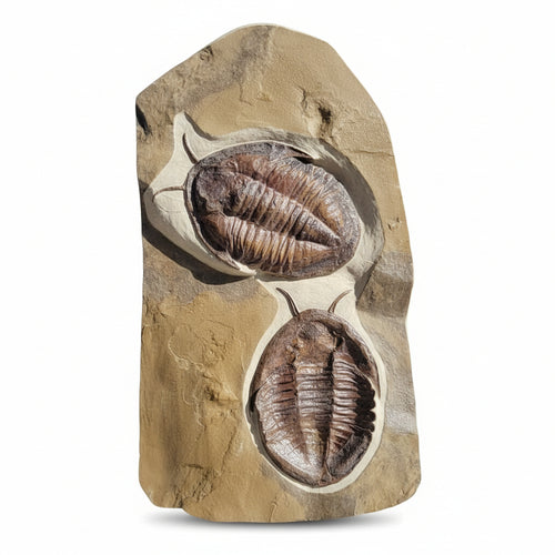 Trilobite (exact sp. Fossil in Matrix – detail view 2