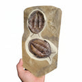 Trilobite (exact sp. Fossil in Matrix – detail view 3