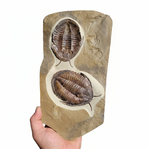 Trilobite (exact sp. Fossil in Matrix – detail view 3