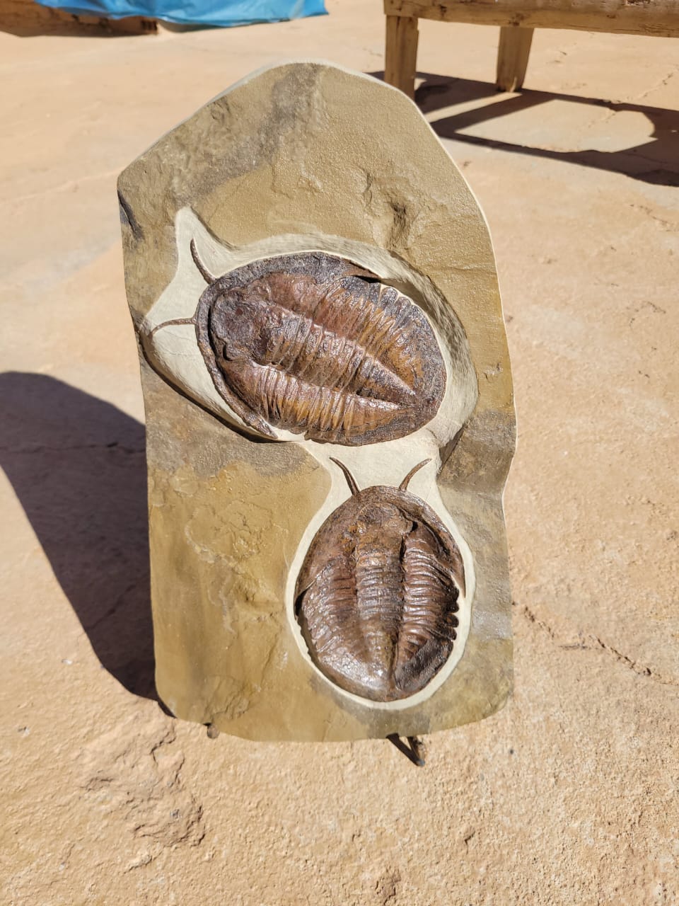 Double Trilobite Fossil Pair in Matrix
