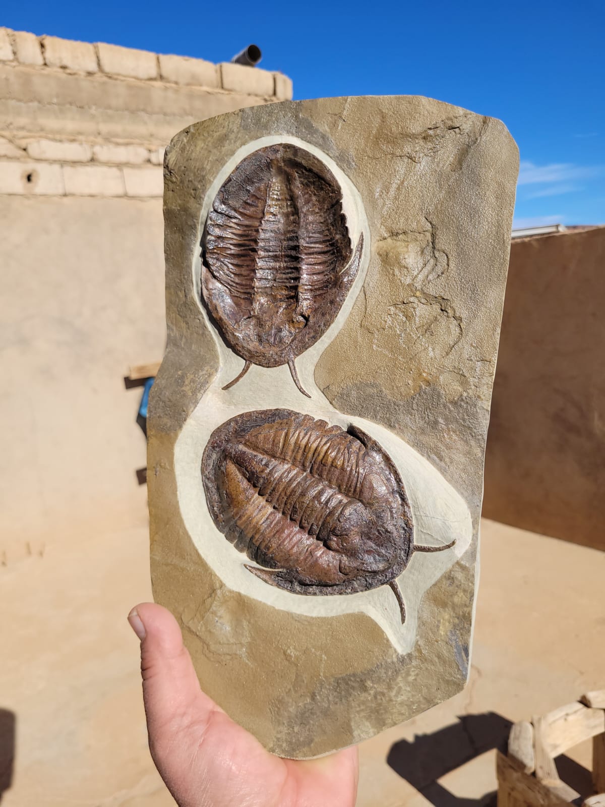 Trilobite (exact sp. Fossil in Matrix – detail view 7