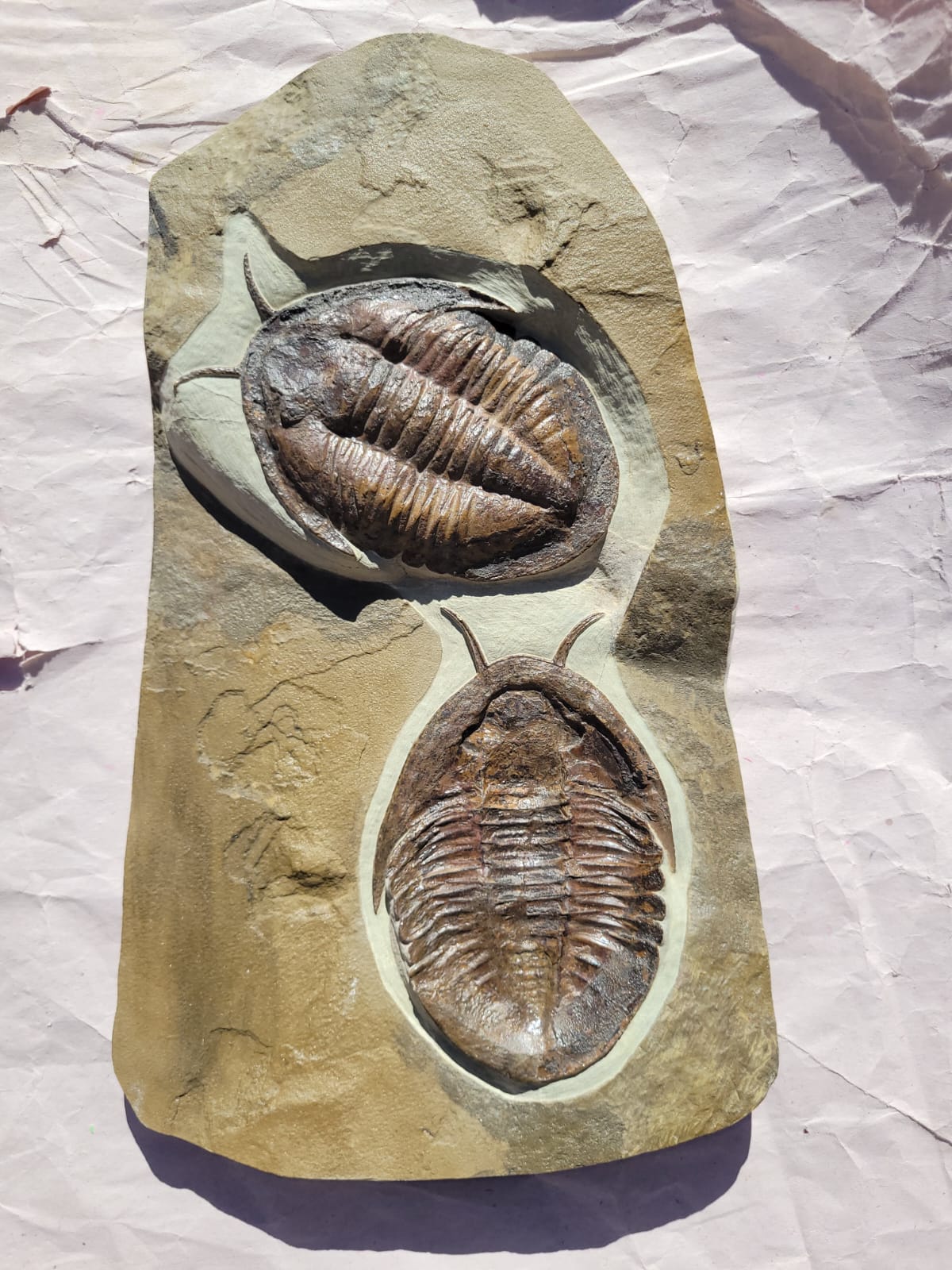 Trilobite (exact sp. Fossil in Matrix – detail view 8