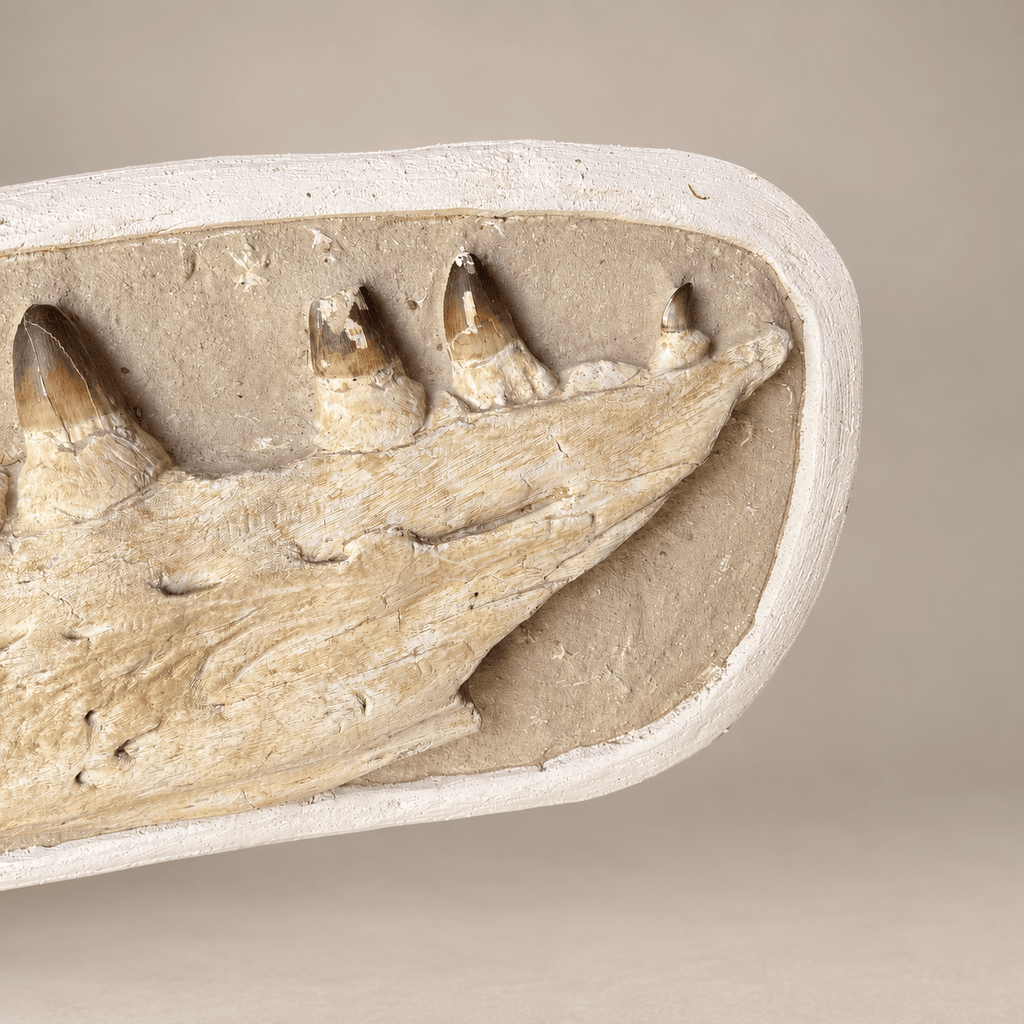 Authentic Fossils Mosasaur JAW Cretaceous Dinosaur 28.7 inches - PaleoDeserts