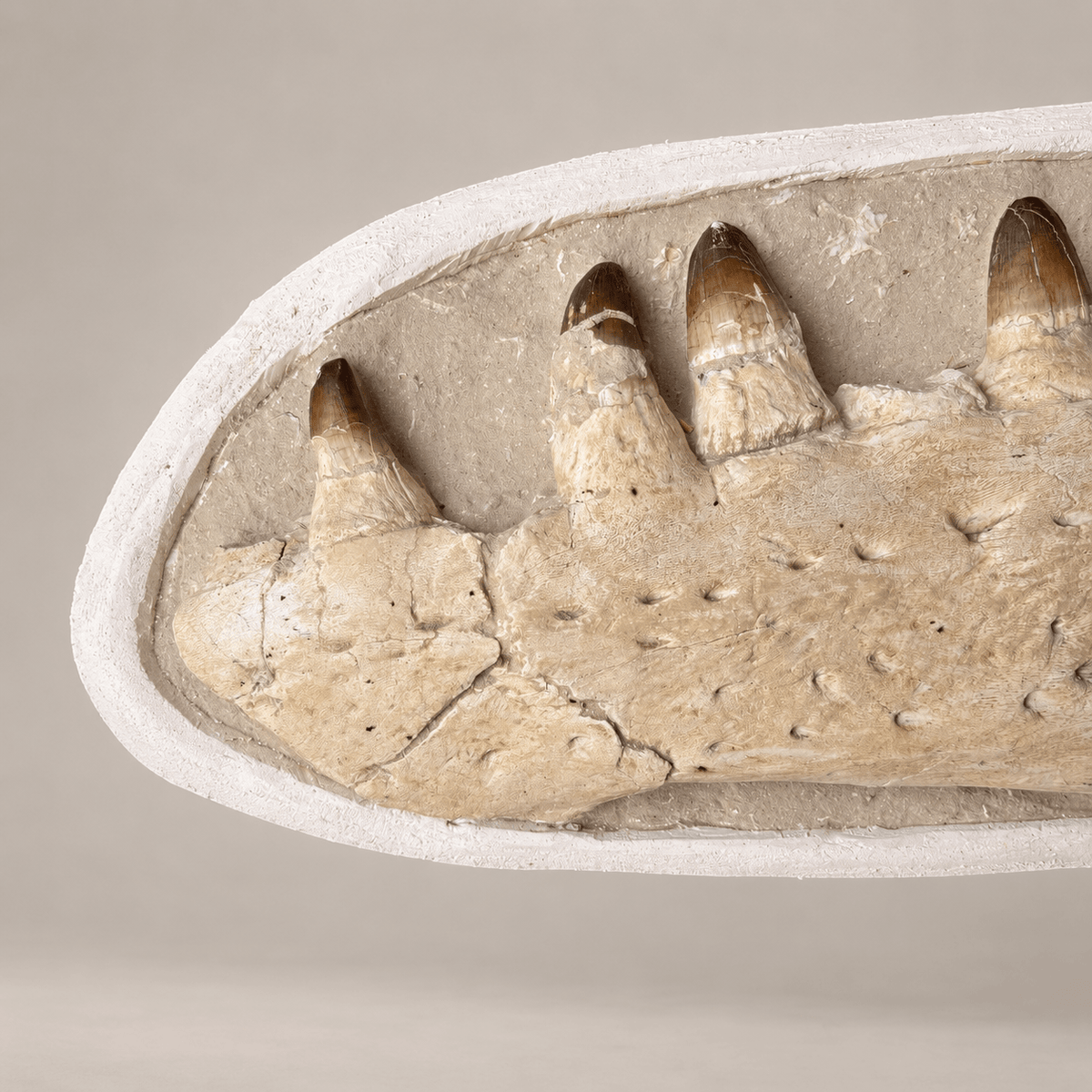 Authentic Fossils Mosasaur JAW Cretaceous Dinosaur 28.7 inches - PaleoDeserts