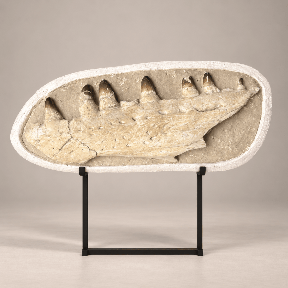 Authentic Fossils Mosasaur JAW Cretaceous Dinosaur 28.7 inches - PaleoDeserts