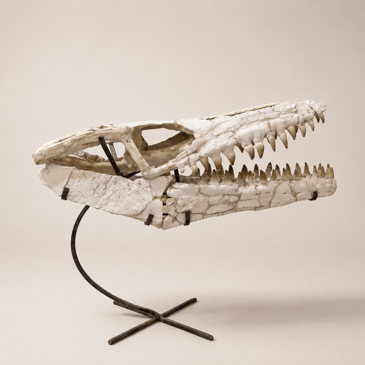 Authentic Mosasaur Skull Fossil, 66 cm with Stand – Morocco – AD-MSK-0066 - PaleoDeserts