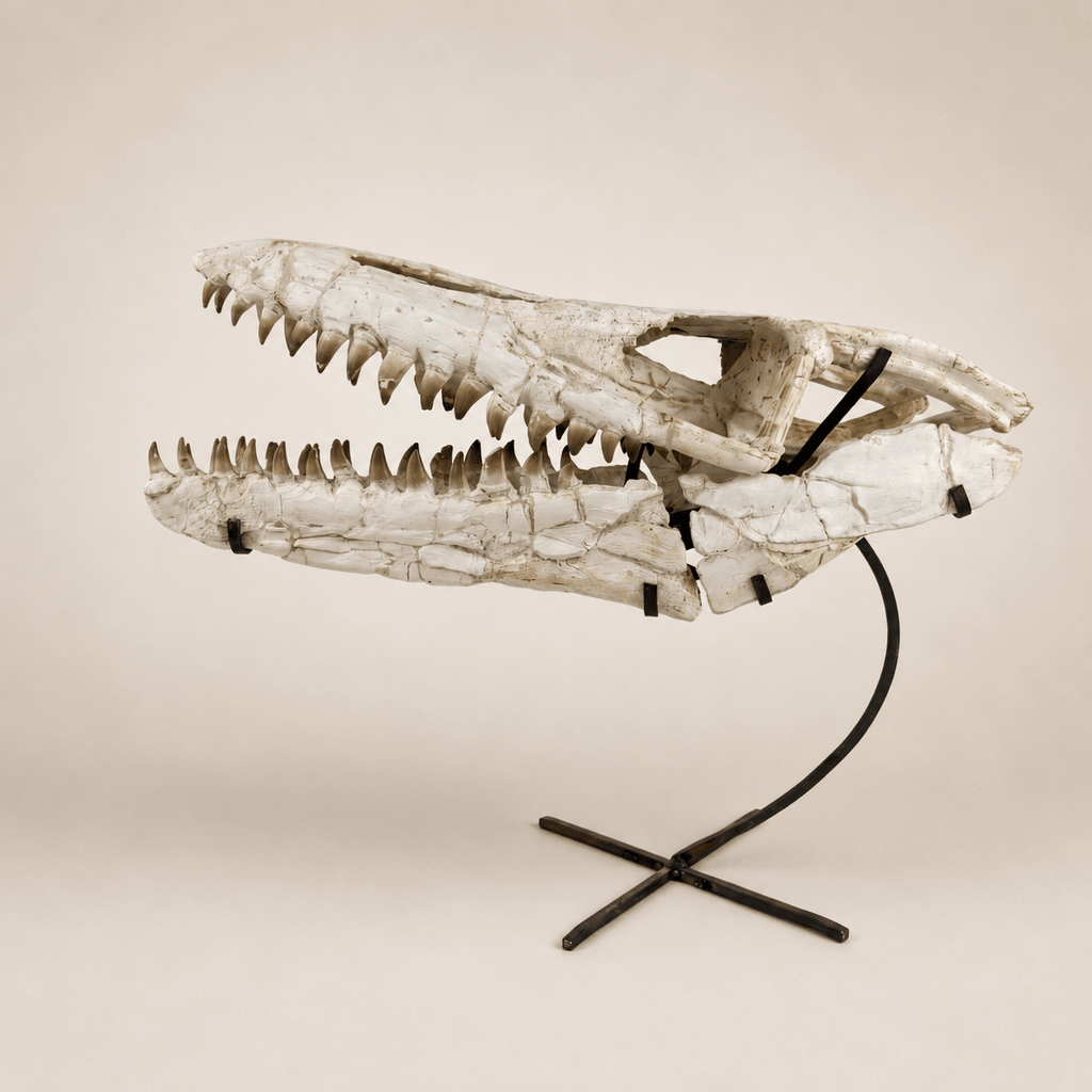 Authentic Mosasaur Skull Fossil, 66 cm with Stand – Morocco – AD-MSK-0066 - PaleoDeserts