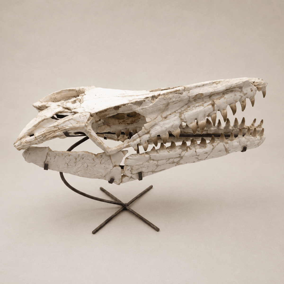 Authentic Mosasaur Skull Fossil, 66 cm with Stand – Morocco – AD-MSK-0066 - PaleoDeserts