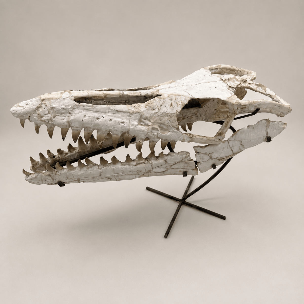 Authentic Mosasaur Skull Fossil, 66 cm with Stand – Morocco – AD-MSK-0066 - PaleoDeserts