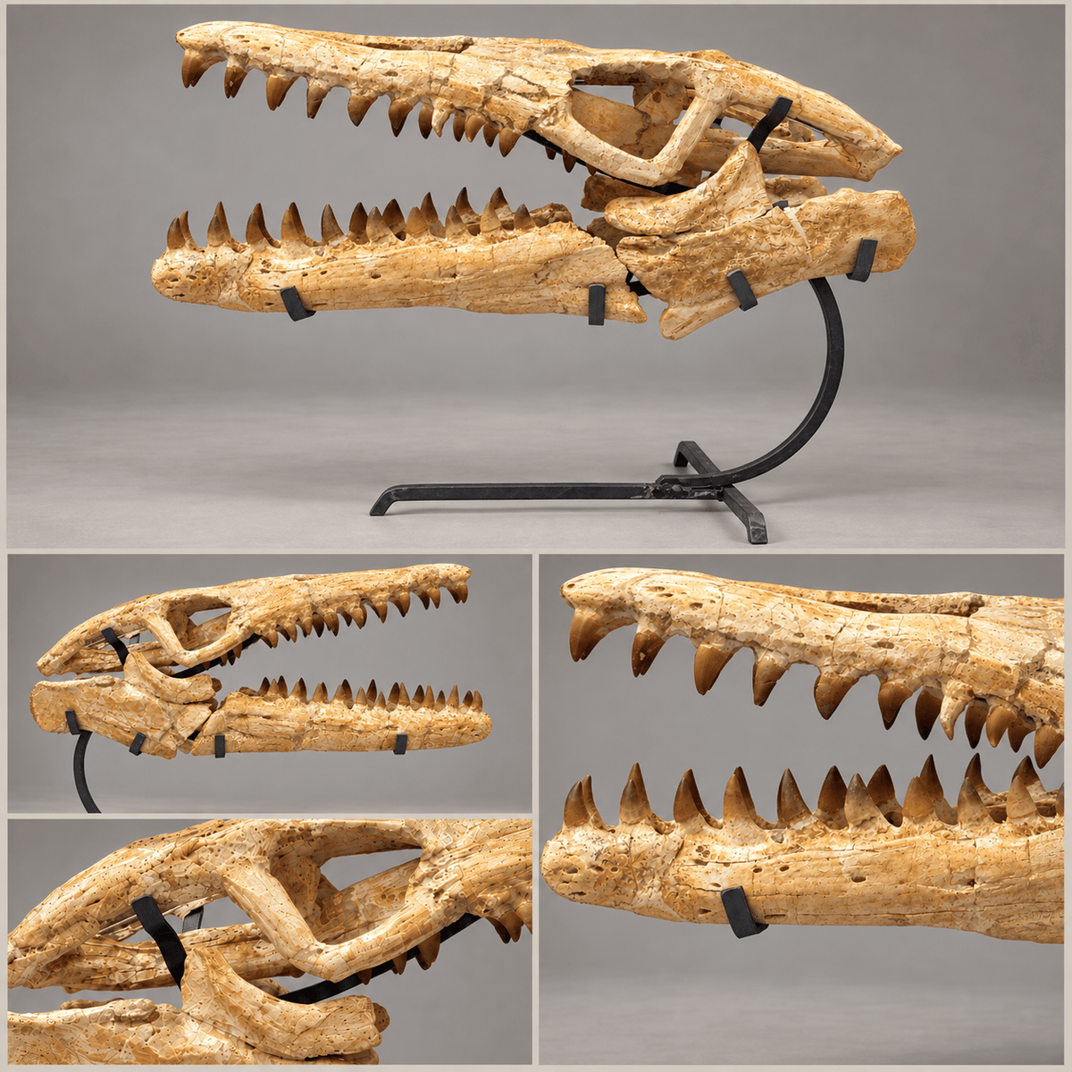 Best Offer Moroccan Mosasaur Skull With Stand – 50 cm - PaleoDeserts