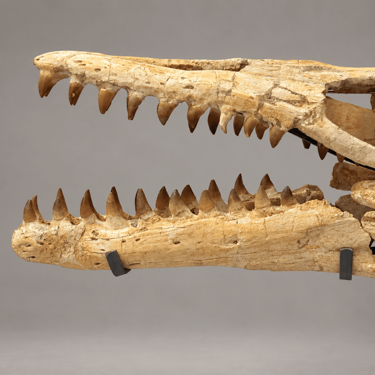 Best Offer Moroccan Mosasaur Skull With Stand – 50 cm - PaleoDeserts