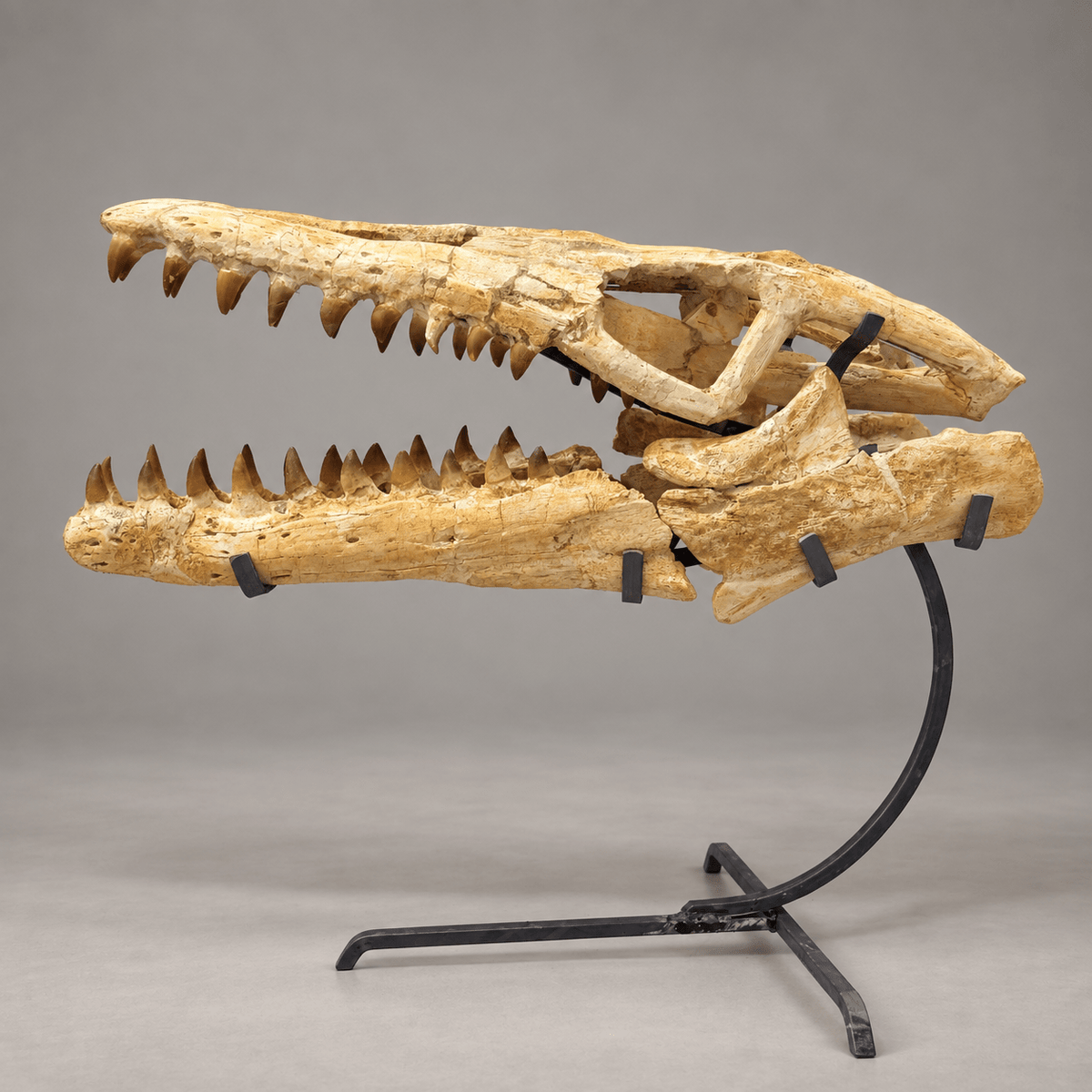 Mosasaur Skull Fossil with Stand – 19.7 in (50 cm), Oulad Abdoun Basin, Morocco