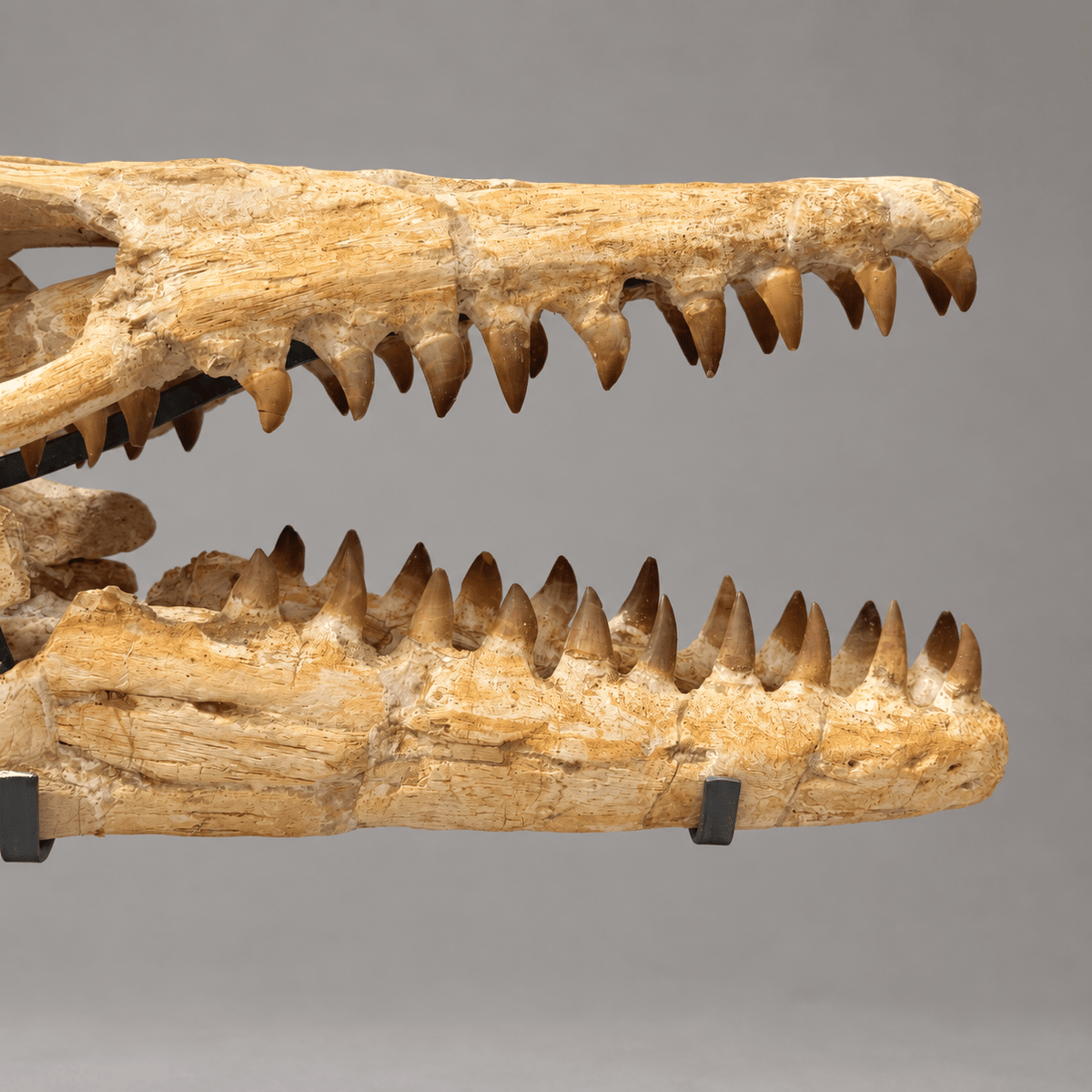 Best Offer Moroccan Mosasaur Skull With Stand – 50 cm - PaleoDeserts
