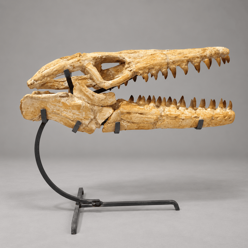 Best Offer Moroccan Mosasaur Skull With Stand – 50 cm - PaleoDeserts
