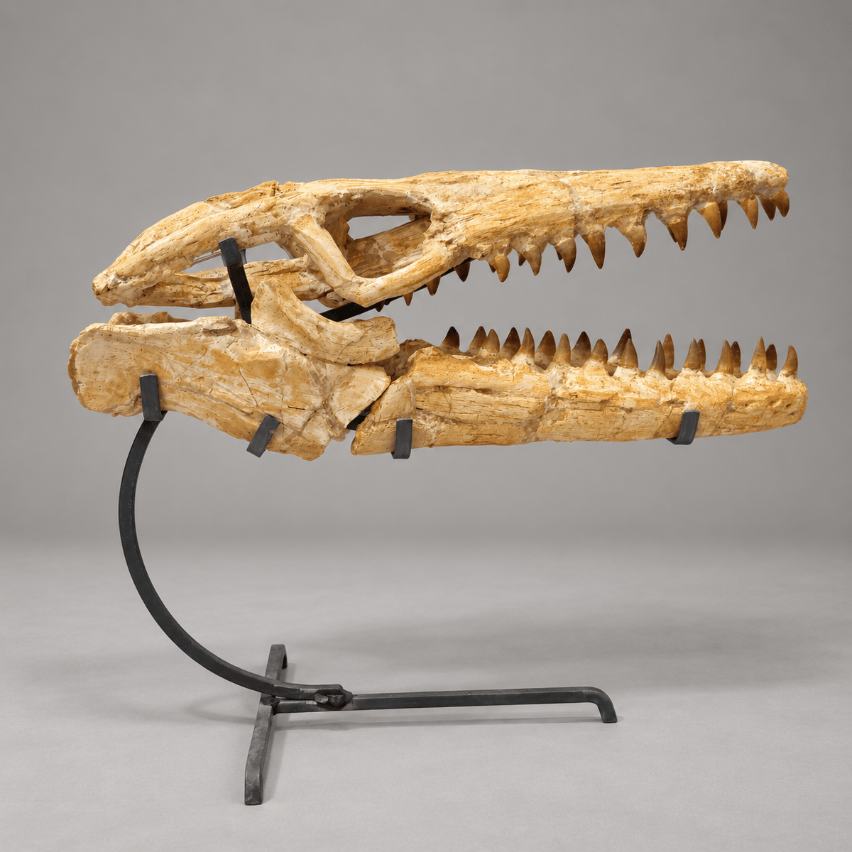 Best Offer Moroccan Mosasaur Skull With Stand – 50 cm - PaleoDeserts